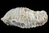 Cretaceous Fossil Oyster (Rastellum) - Madagascar #69638-2